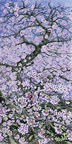 北海道　根室　「清隆寺の千島桜」 