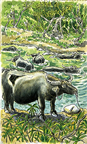 沖縄　水牛の沼