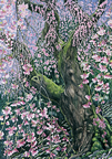 福島　三春　「福衆寺の紅枝垂れ桜」 
