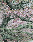 北海道　根室　「ときわ公園の千島桜（Ⅱ）」 
