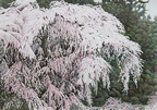 長野　須坂　「大日向観音　しだれ桜」