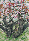 北海道　根室 「ときわ公園の千島桜」