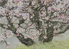 北海道・根室 「ときわ台公園の千島桜（Ⅰ）」 