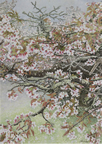 北海道・根室 「ときわ台公園の千島桜（Ⅱ）」