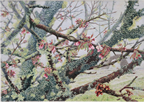  北海道 根室 「納沙布岬の千島桜（Ⅱ）」