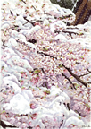 福島　三春　「雪と桜」 