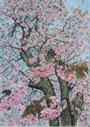 福島　南会津　「うんでんの八重桜」 