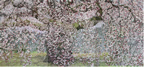 京都 「醍醐の桜」（部分）