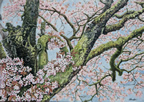 北海道・ 根室 「山下邸の蝦夷山桜・老樹」