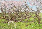 北海道　根室 「山下牧場の千島桜」