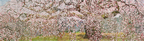 京都　「醍醐の桜」（全景）