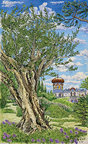 マドリッド　王宮庭園のオリーブの古木 